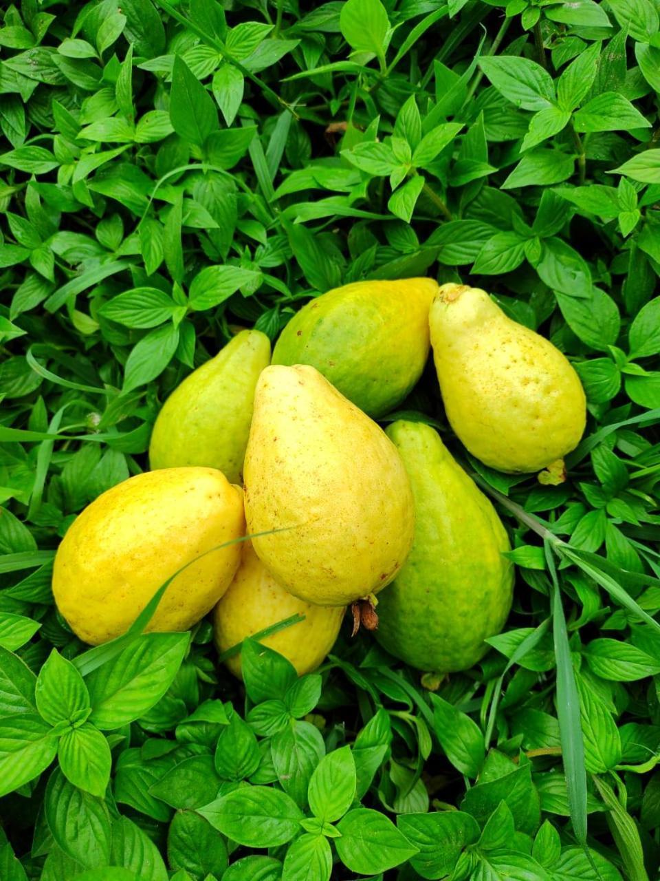 Cabana Wiwa Tayrona 로스나란조스 외부 사진
