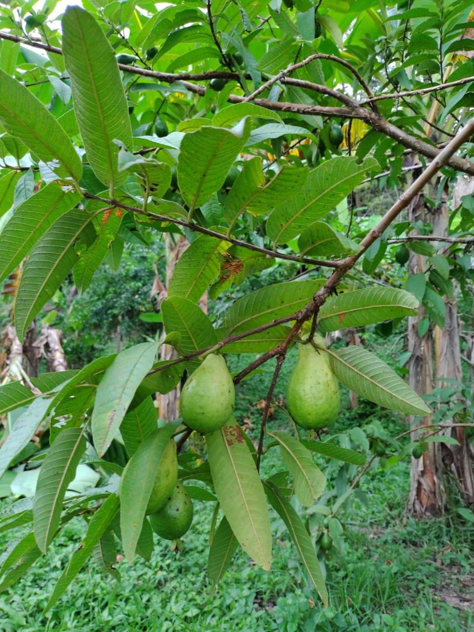 Cabana Wiwa Tayrona 로스나란조스 외부 사진