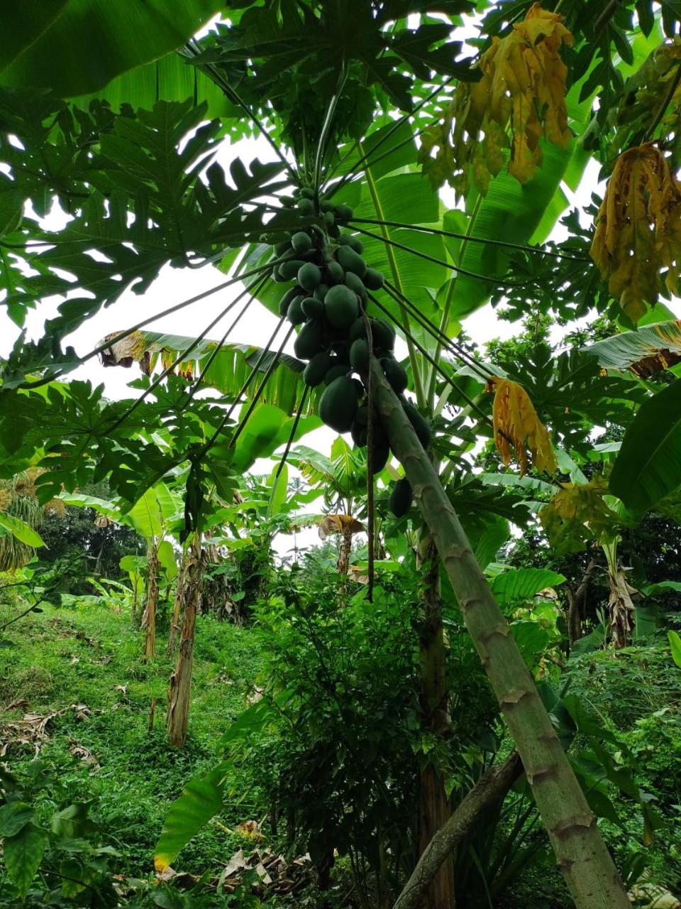 Cabana Wiwa Tayrona 로스나란조스 외부 사진