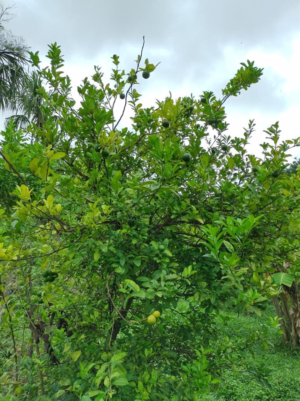 Cabana Wiwa Tayrona 로스나란조스 외부 사진
