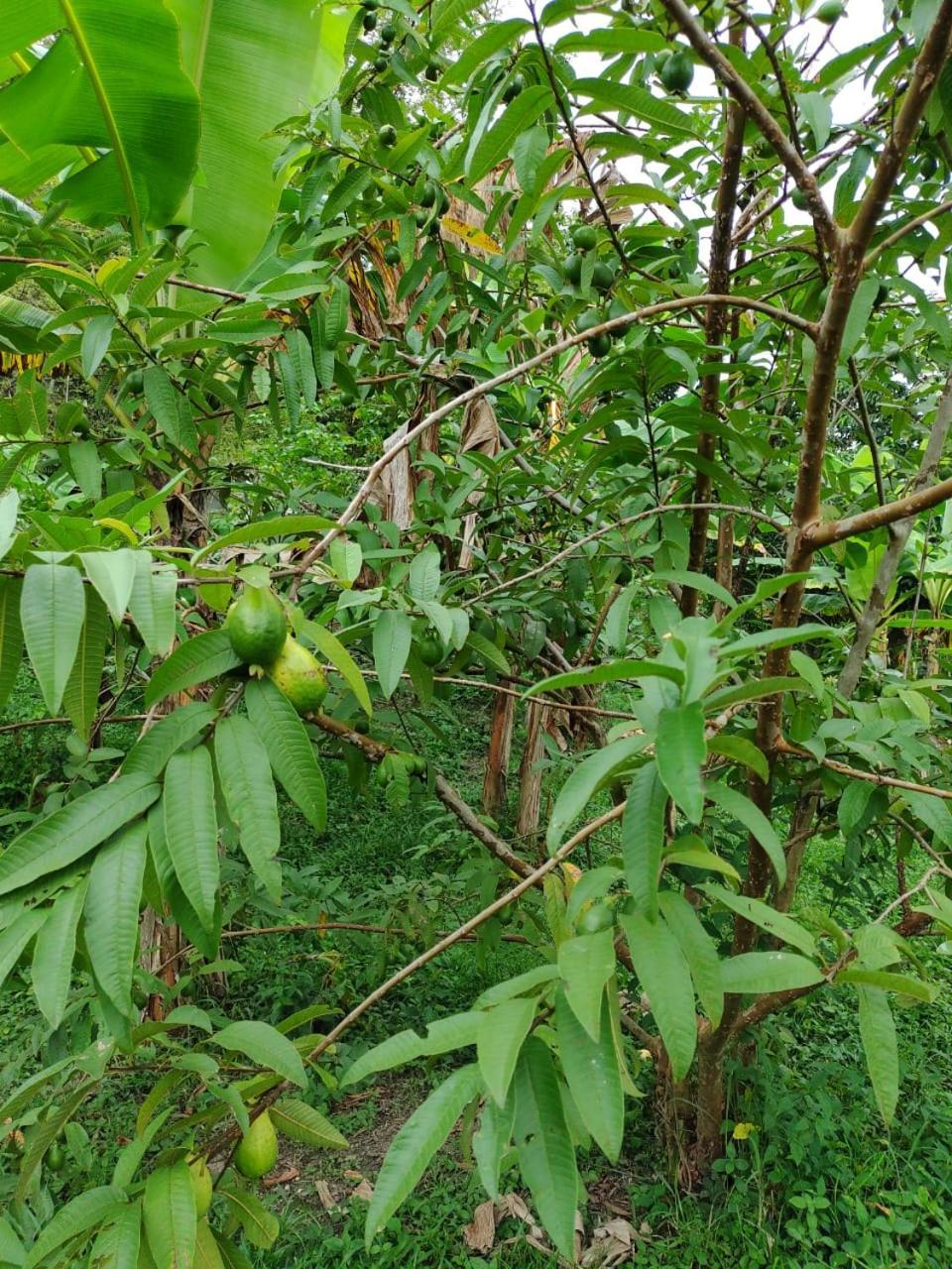 Cabana Wiwa Tayrona 로스나란조스 외부 사진